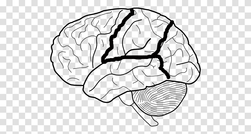 Brain Clipart Line Drawing, Plant, Vegetable, Food, Cabbage Transparent Png