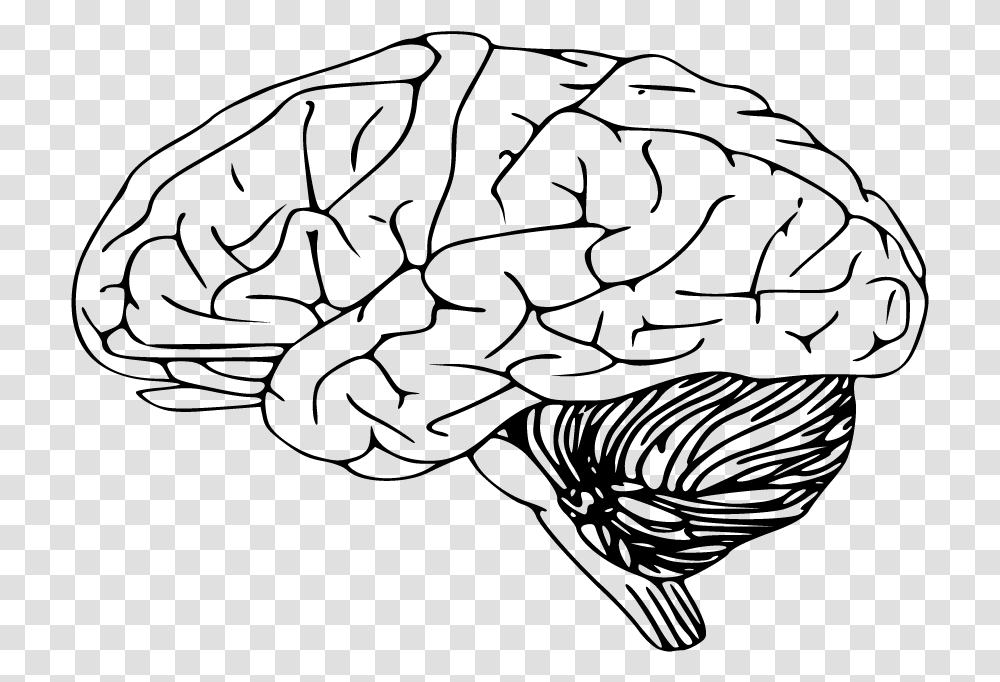Brain Clipart Sketch Black And White Brain, Gray, World Of Warcraft Transparent Png