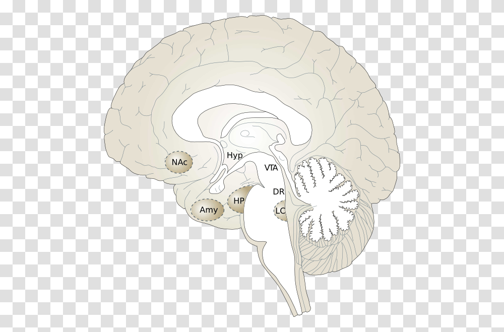Brain Cross Section, Plant, Flower, Blossom, Drawing Transparent Png