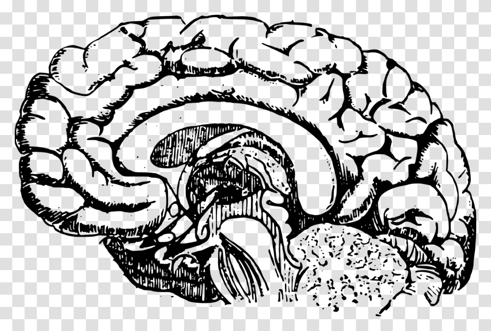 Brain Development Black And White, Gray, World Of Warcraft Transparent Png