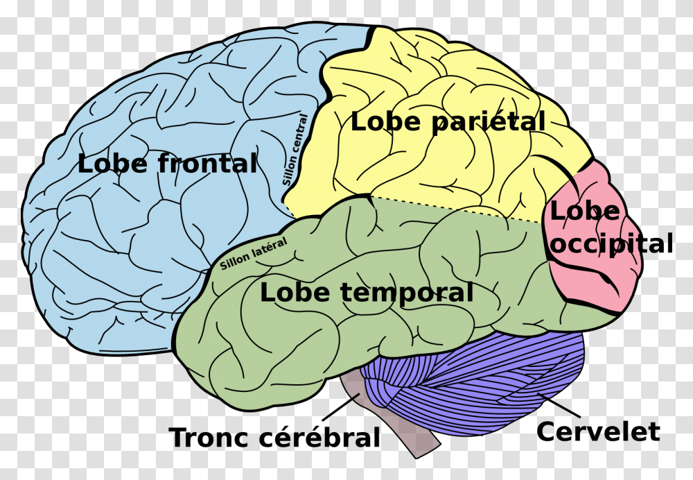 Brain Diagram Fr Brain Diagram Left Side, Nature, Outdoors, Plant, Person Transparent Png