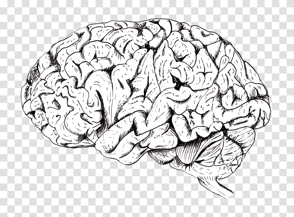 Brain Drawing Brain, Doodle, Plant, Rock Transparent Png
