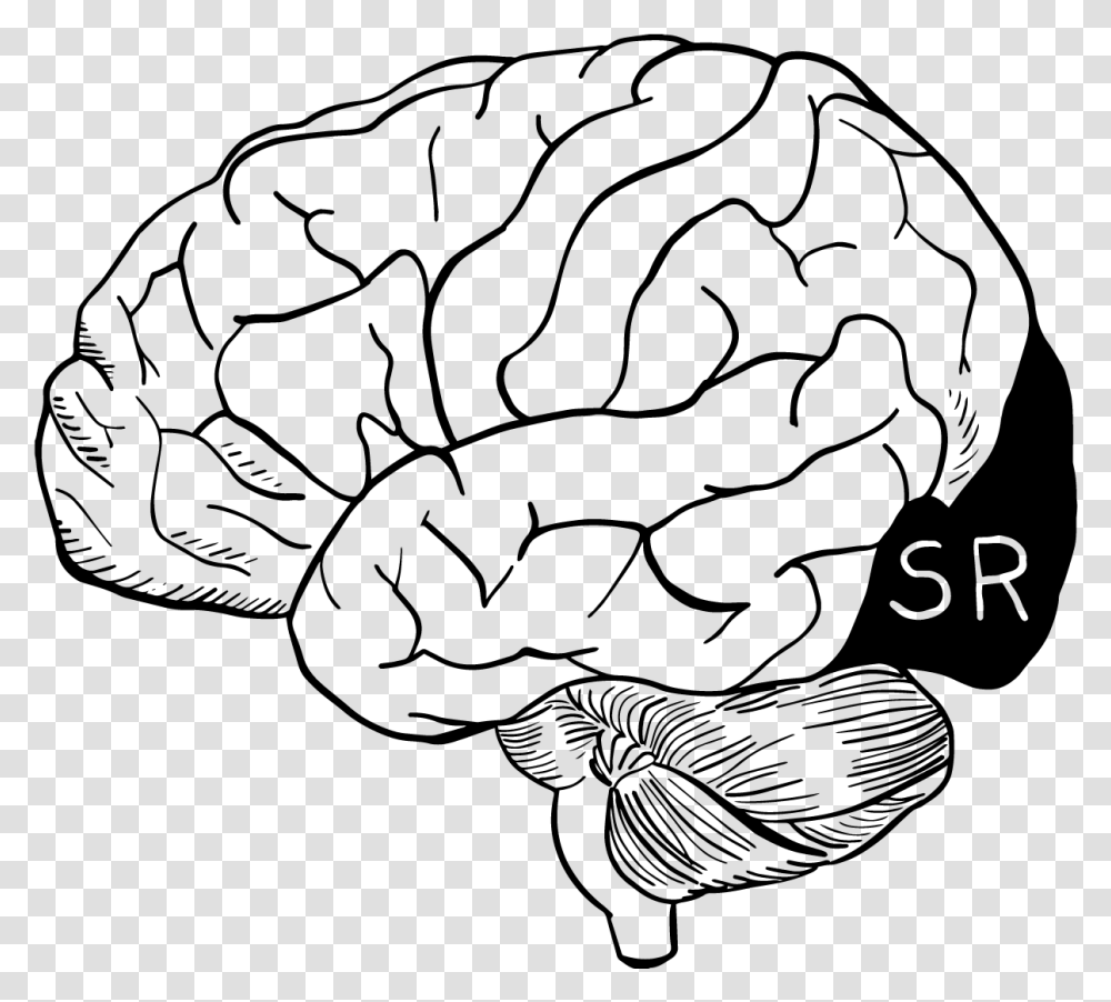 Brain Drawing Cabbage, Gray, World Of Warcraft Transparent Png