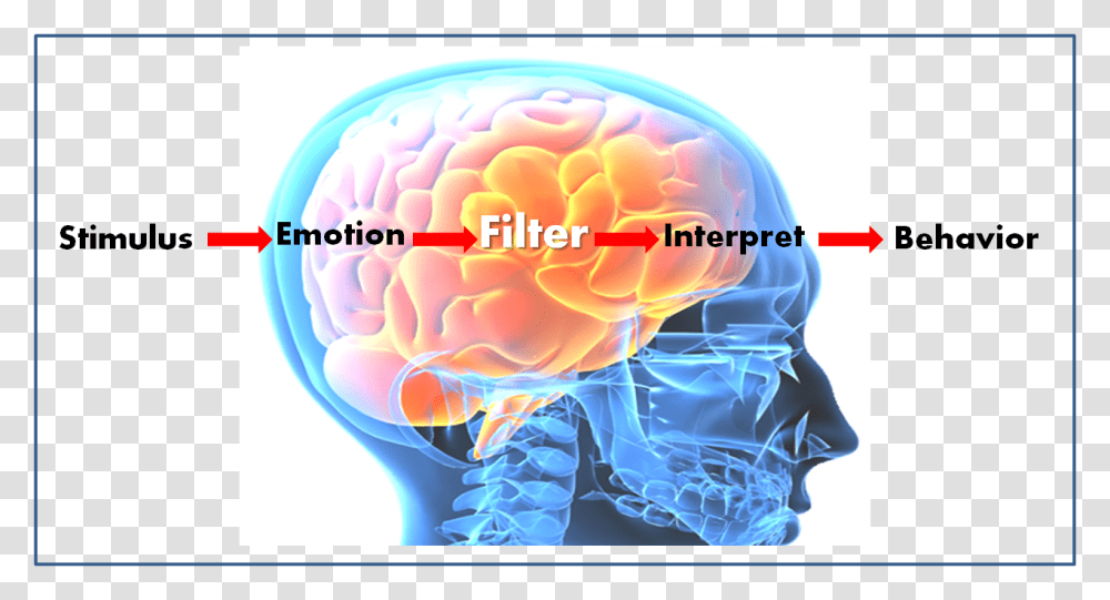 Brain Emotional Intelligence, X-Ray, Ct Scan, Medical Imaging X-Ray Film Transparent Png