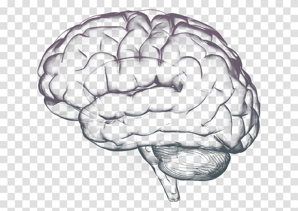Brain Free Image Brain Free, Plant, Outer Space, Astronomy, Universe Transparent Png