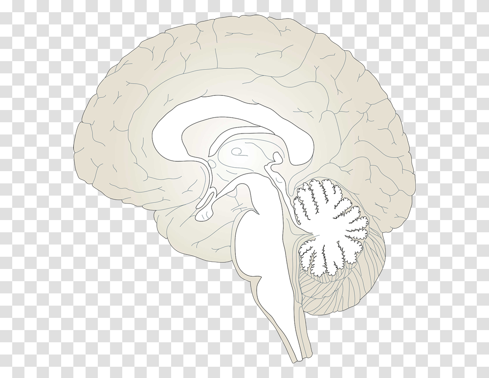 Brain Free To Use Cliparts Brain Diagram Unlabeled, Flower, Plant, Blossom Transparent Png