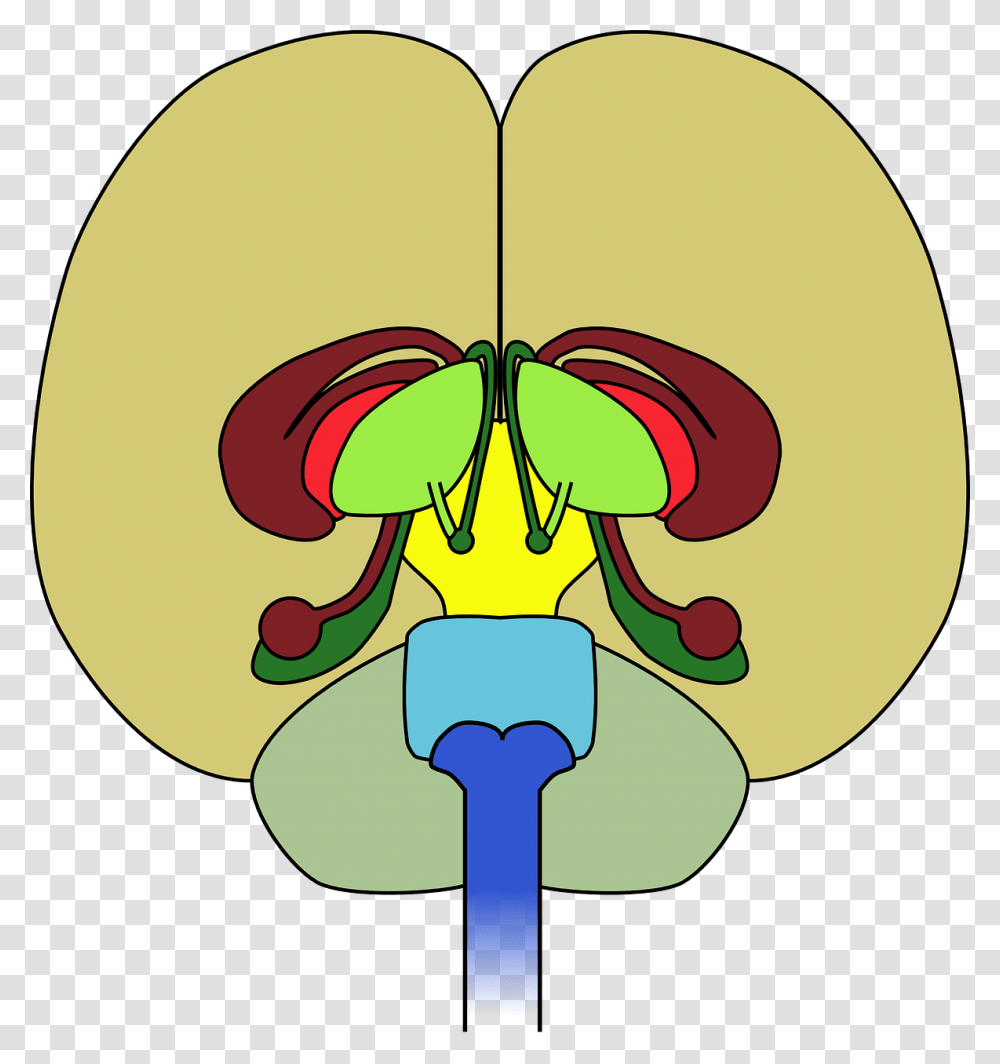 Brain Frontal View Cortex, Light, Flare, Pattern, Ornament Transparent Png