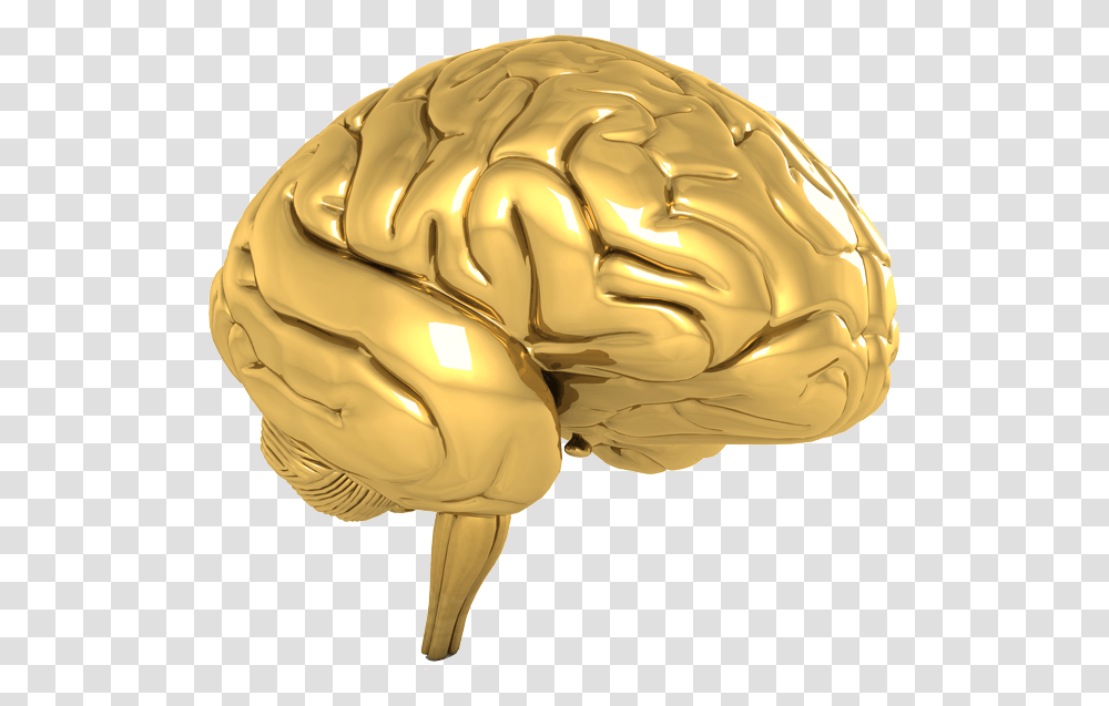 Brain Gold, Helmet, Animal, Invertebrate Transparent Png