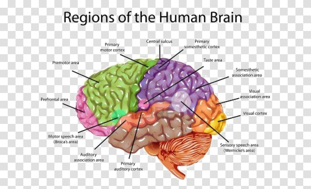 Brain Image Brain Labeled, Diagram, Animal, Plot, Ear Transparent Png