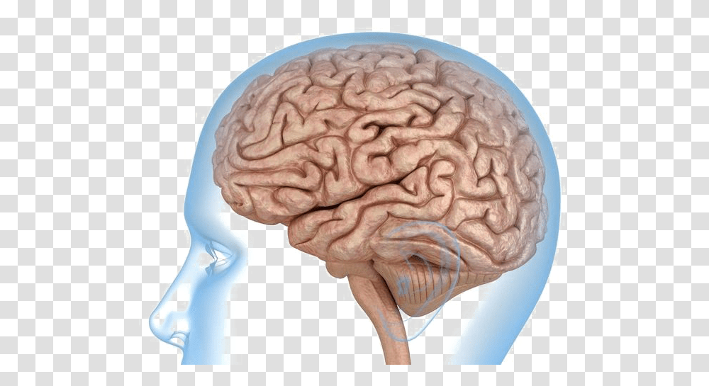 Brain Images Brain Background, Fungus, Skin, Animal, Stomach Transparent Png