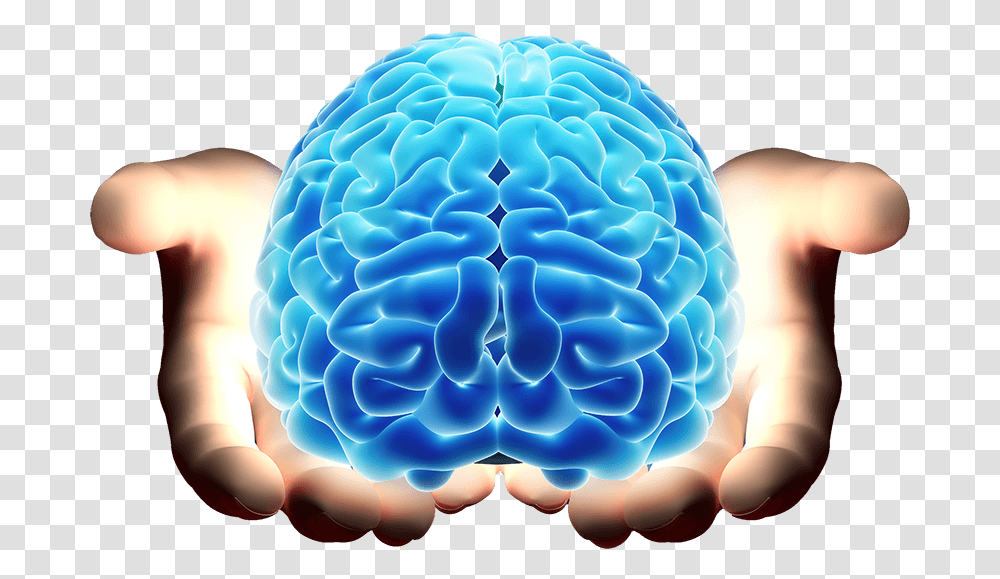 Brain In Hand, Outdoors, Nature, Reef, Sea Life Transparent Png