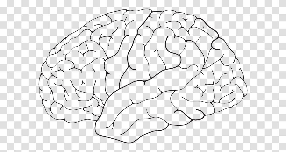 Brain Isolated Line Art, Plant, Tree, Painting, Rock Transparent Png