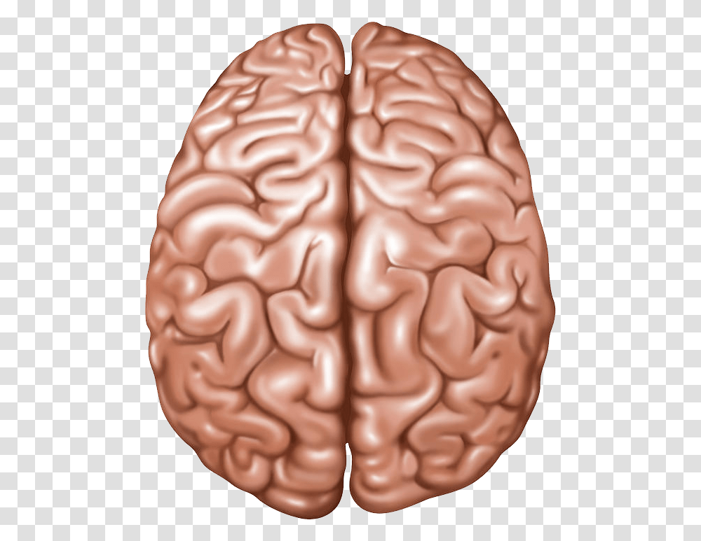 Brain Lobes Of The Brain Top View, Plant, Food, Vegetable, Person Transparent Png
