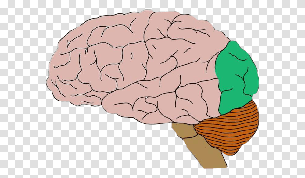 Brain Occipital Lobe Freetoedit Motor Cortex, Cream, Dessert, Food, Creme Transparent Png