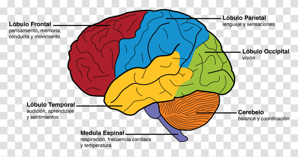 Brain Parts And Functions, Outdoors, Nature, Food, Hat Transparent Png