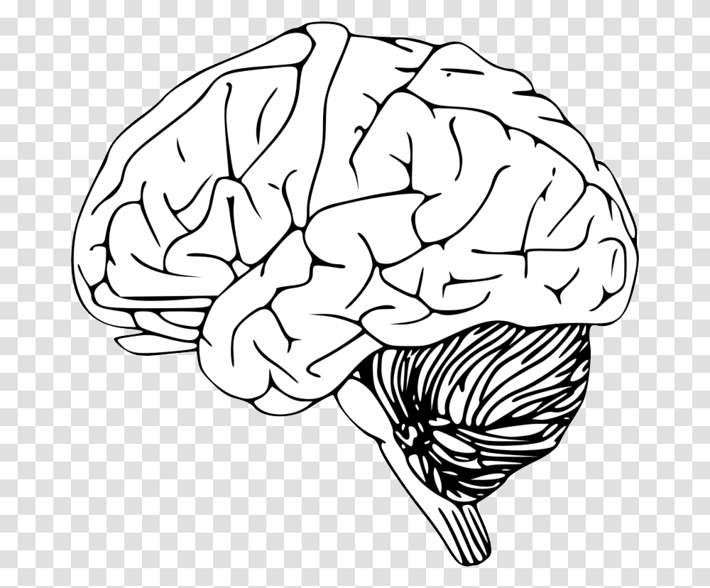Brain, Person, Clam, Seashell, Invertebrate Transparent Png