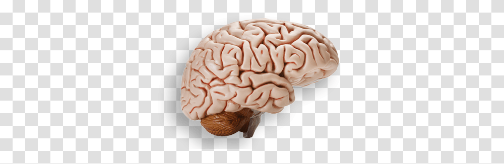 Brain, Person, Apparel, Cushion Transparent Png