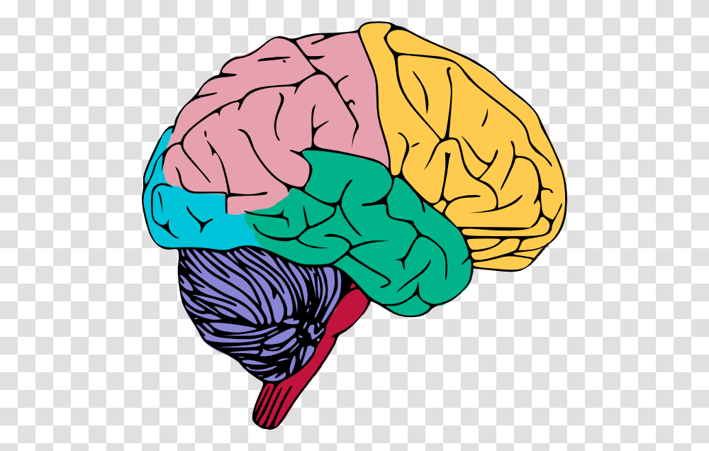 Brain, Person, Apparel, Hat Transparent Png