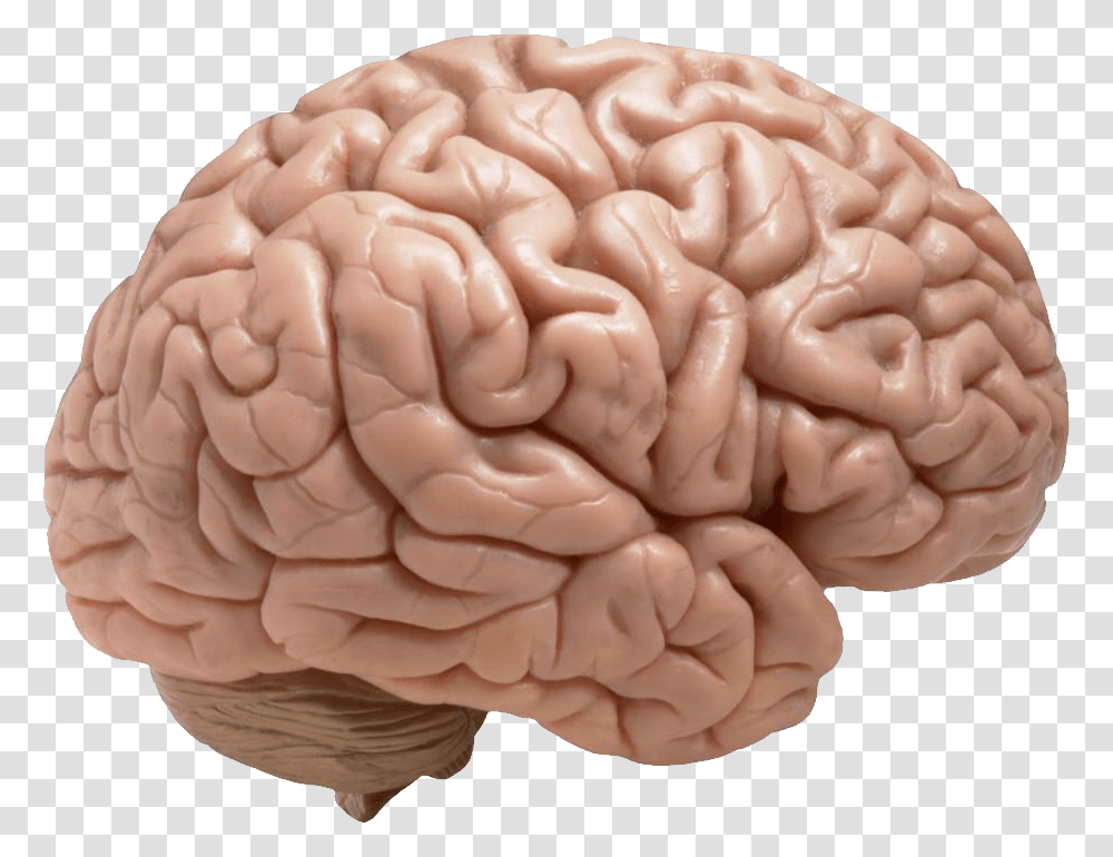 Brain, Person, Cushion, Human, Plant Transparent Png