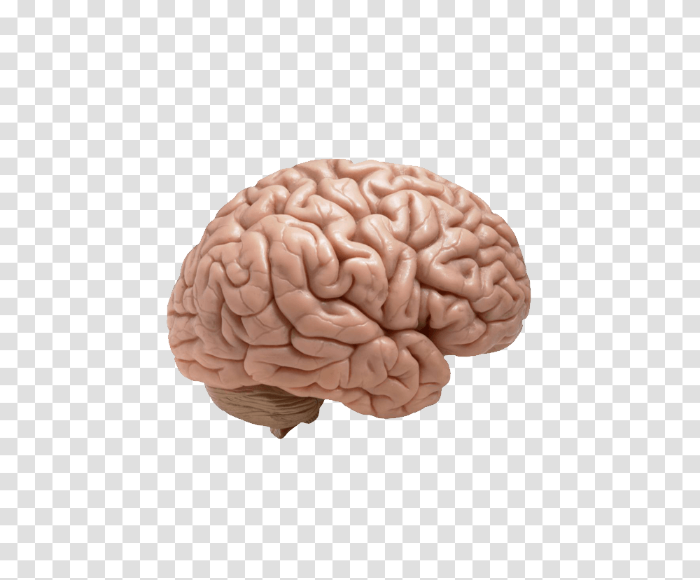 Brain, Person, Cushion, Plant, Food Transparent Png