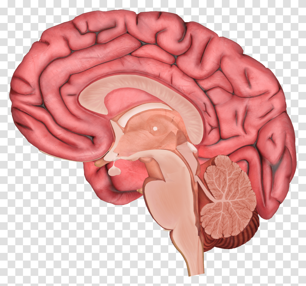 Brain, Person, Ear, Stomach, Human Transparent Png