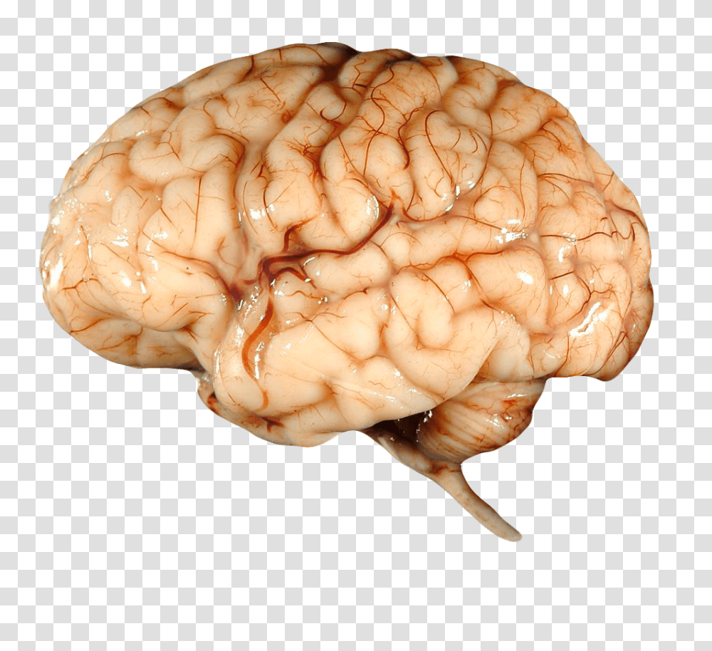 Brain, Person, Fungus, Ornament, Accessories Transparent Png