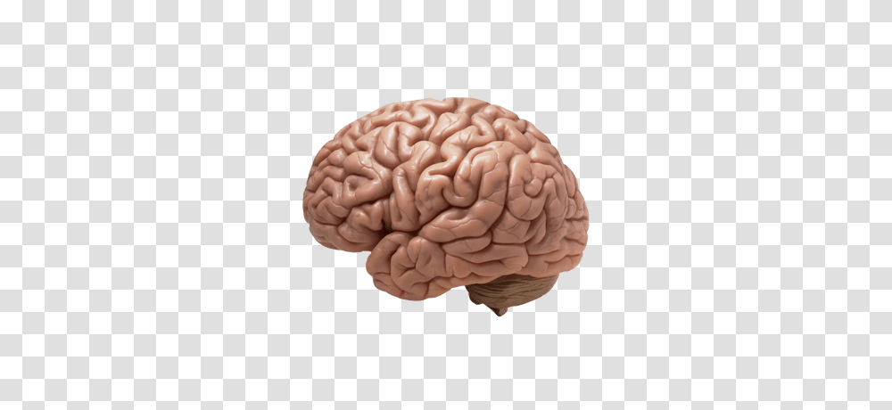Brain, Person, Fungus, Plant, Cushion Transparent Png
