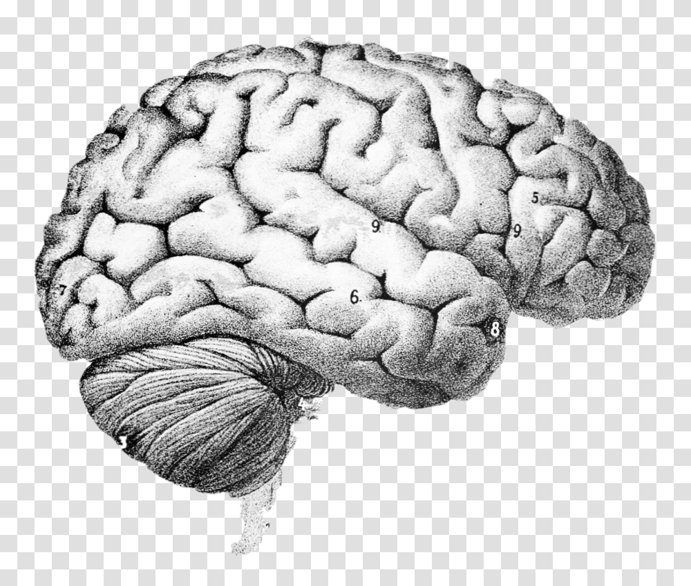 Brain, Person, Fungus, Rock, Plant Transparent Png