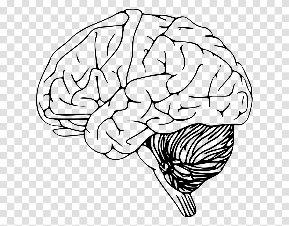 Brain, Person, Gray, World Of Warcraft Transparent Png