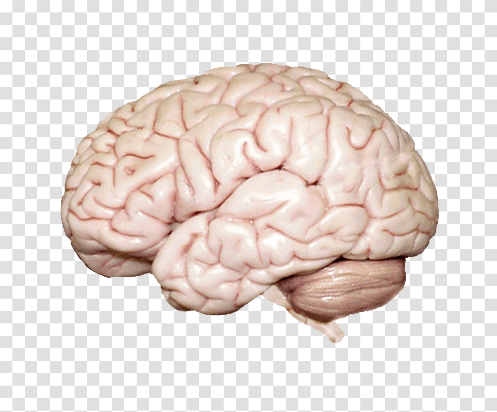 Brain, Person, Human, Animal, Mouth Transparent Png