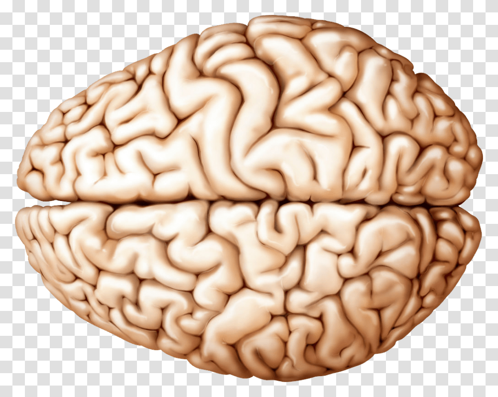 Brain, Person, Human, Food, Pillow Transparent Png