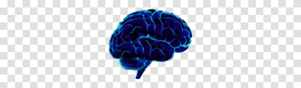 Brain, Person, Invertebrate, Animal, Sea Life Transparent Png