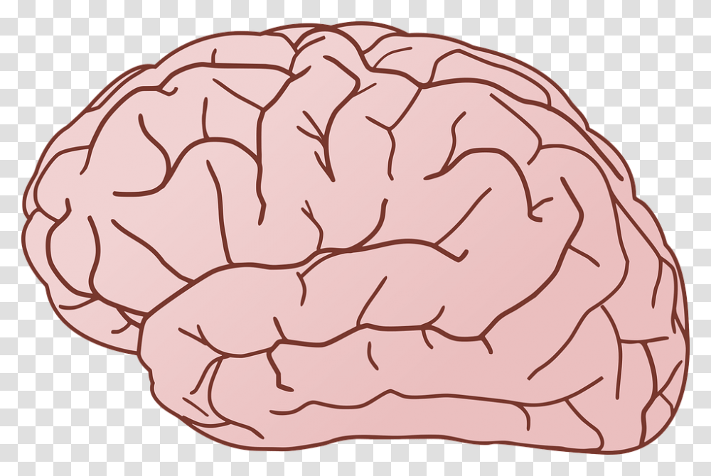 Brain, Person, Plant, Cushion, Food Transparent Png