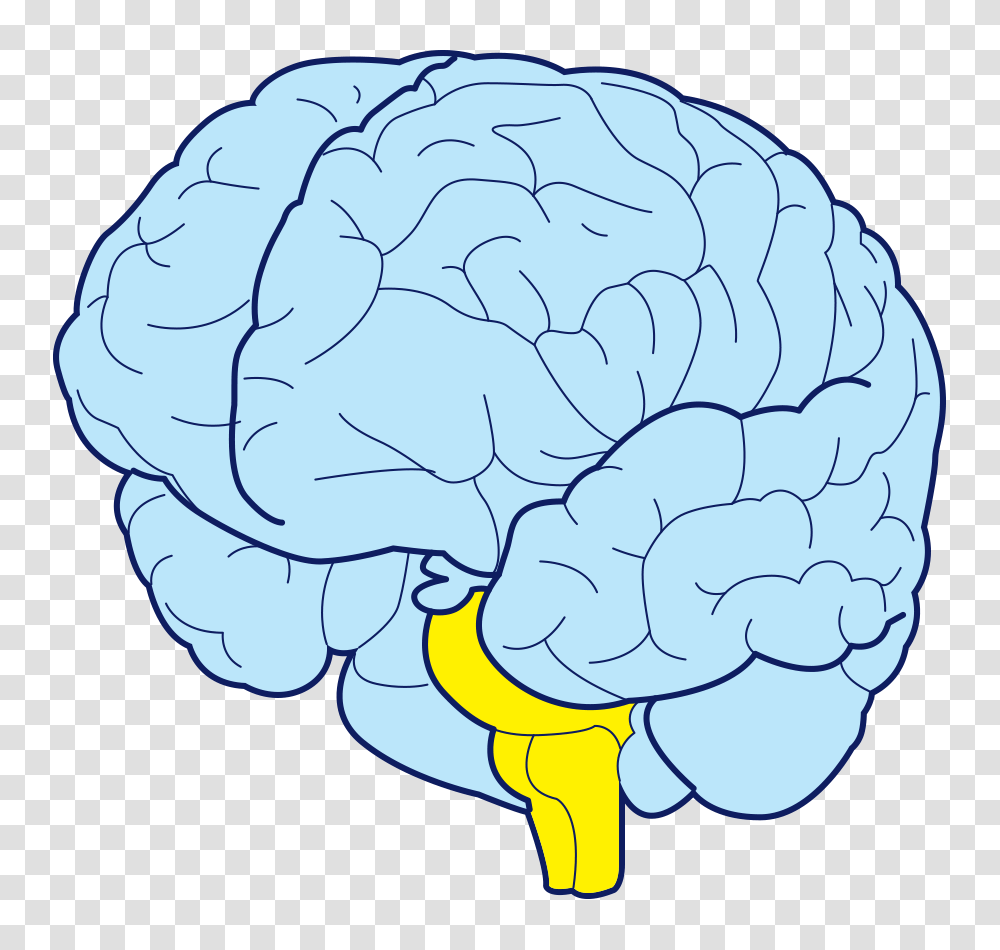 Brain, Person, Plant, Flower, Blossom Transparent Png