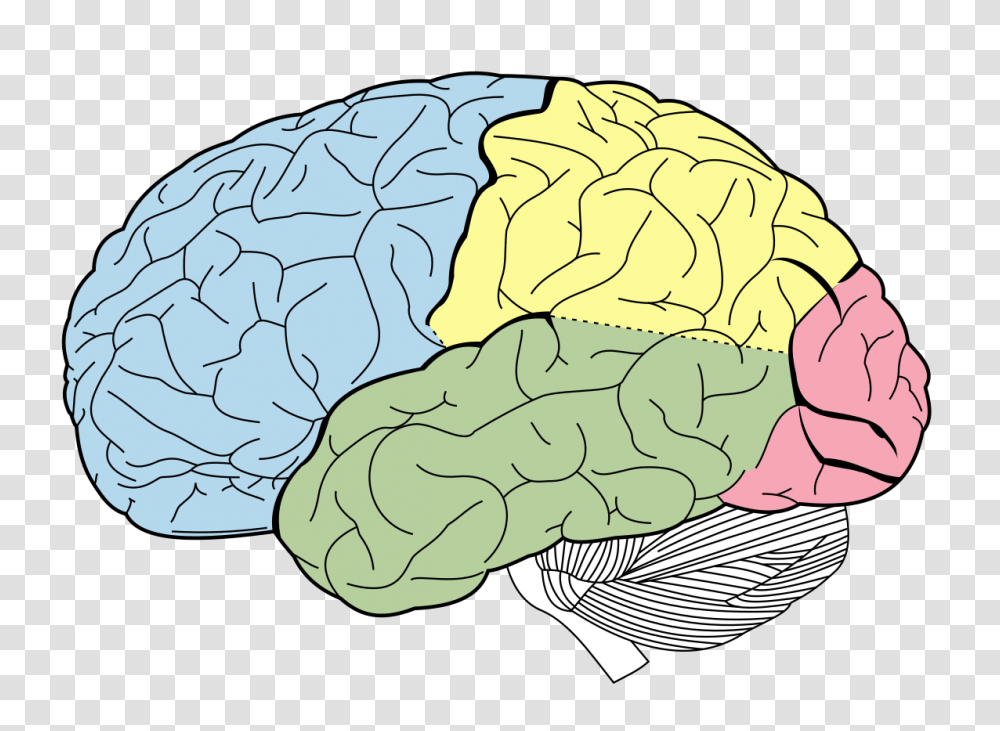 Brain, Person, Plant, Food, Vegetable Transparent Png