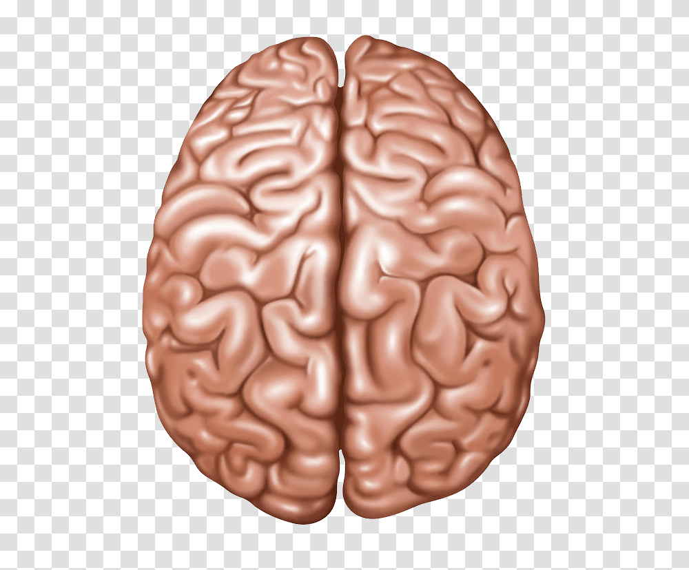 Brain, Person, Plant, Vegetable, Food Transparent Png