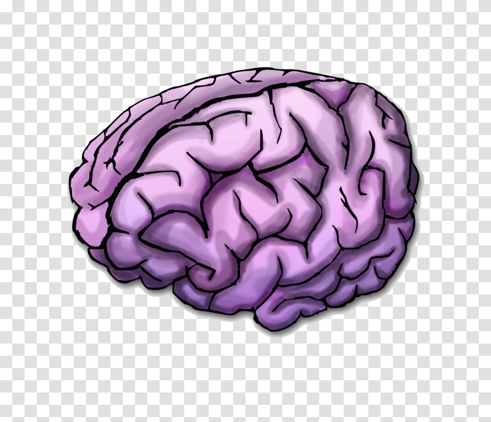 Brain, Person, Plant, Vegetable, Food Transparent Png