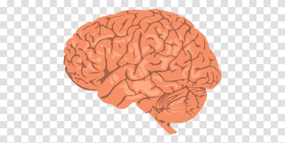 Brain, Person, Rock, Rug Transparent Png