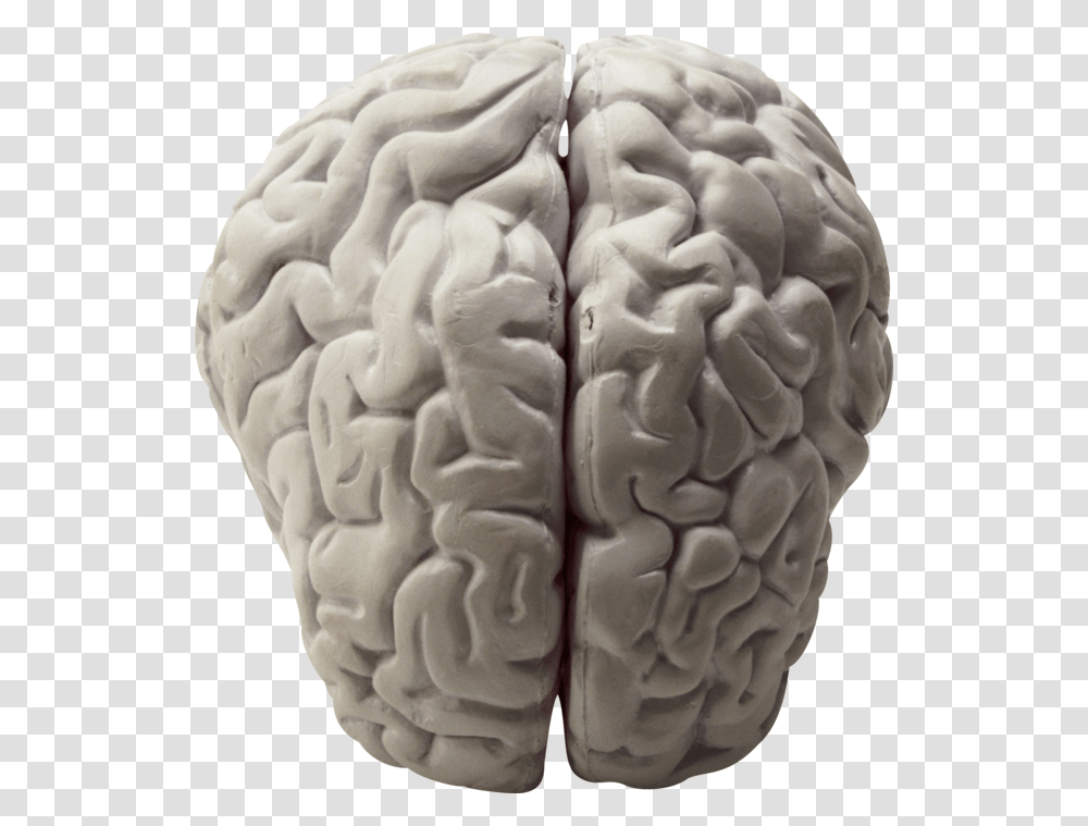 Brain, Person, Rose, Plant, Cushion Transparent Png