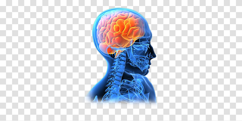 Brain, Person, Shoulder, Human, Neck Transparent Png