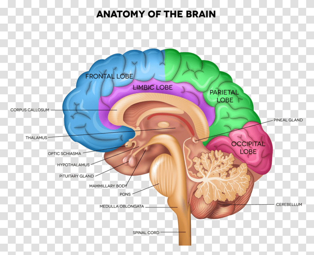 Brain Pic Part Of The Brain Controls Sleep, Diagram, Plot, Rock, Mountain Transparent Png