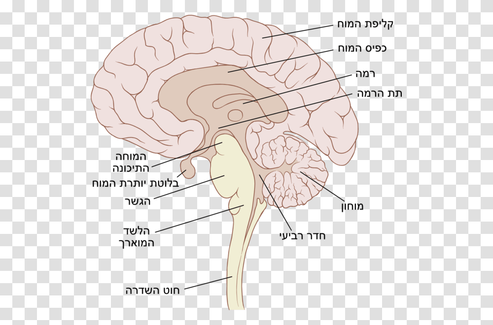 Brain Sagittal Sagittal Pic Of Brain Transparent Png