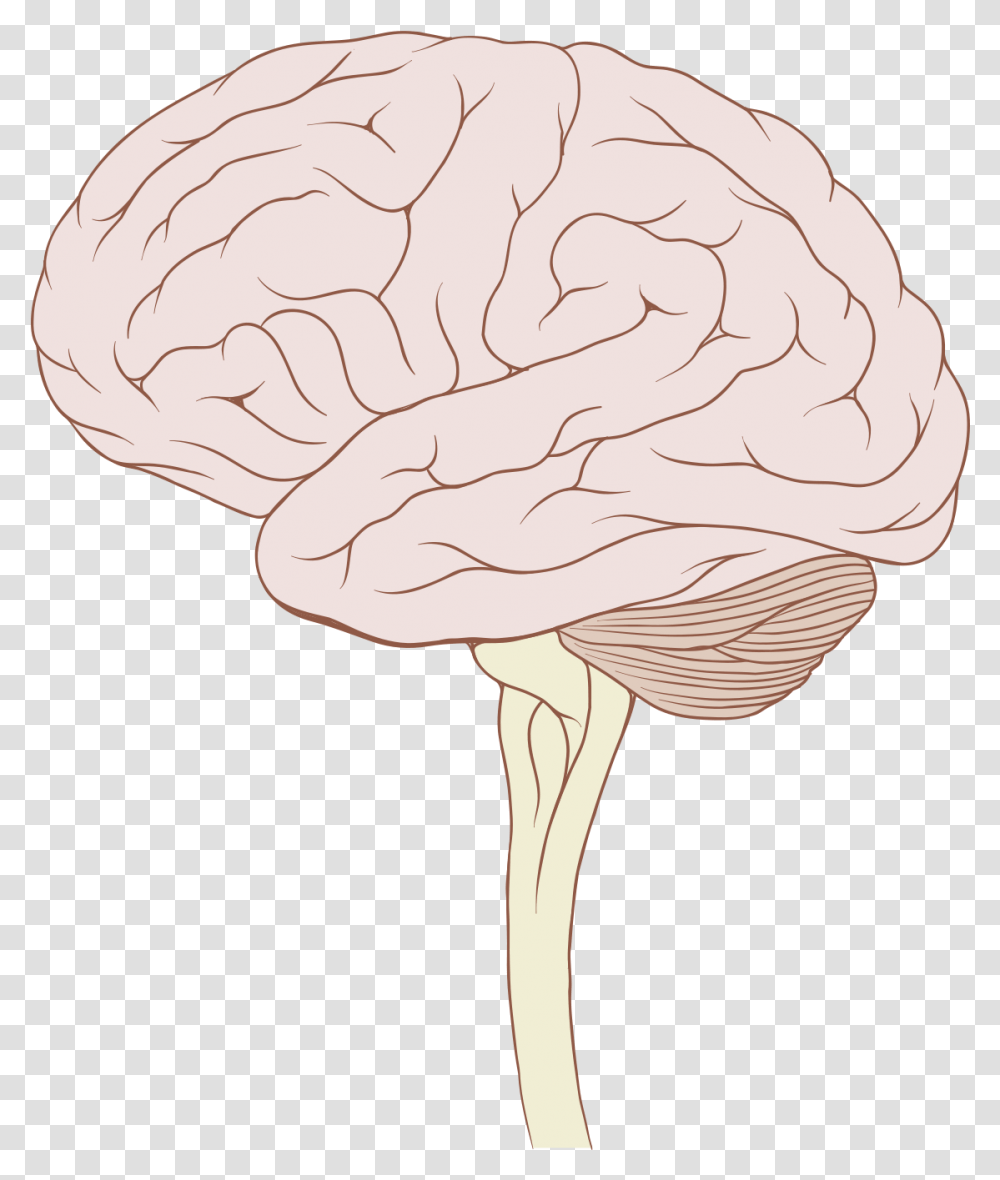 Brain Stem Normal Human Cartoon Brain With Brain Stem, Plant, Fungus, Vegetable, Food Transparent Png