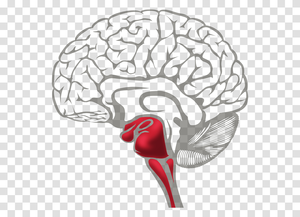 Brain Survival Red Learning Brain Vs Survival Brain, Glass, Kiwi Bird, Animal Transparent Png