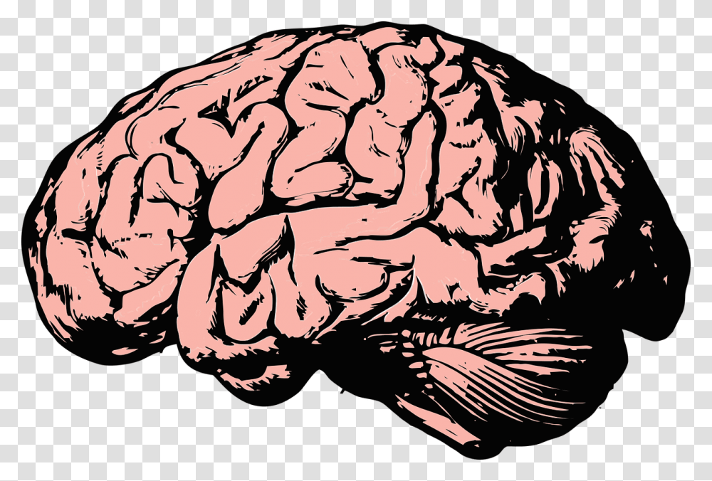 Brain Think Knowledge Mind Science Anatomy Health Brains, Rock, Plant, Cushion, Pillow Transparent Png