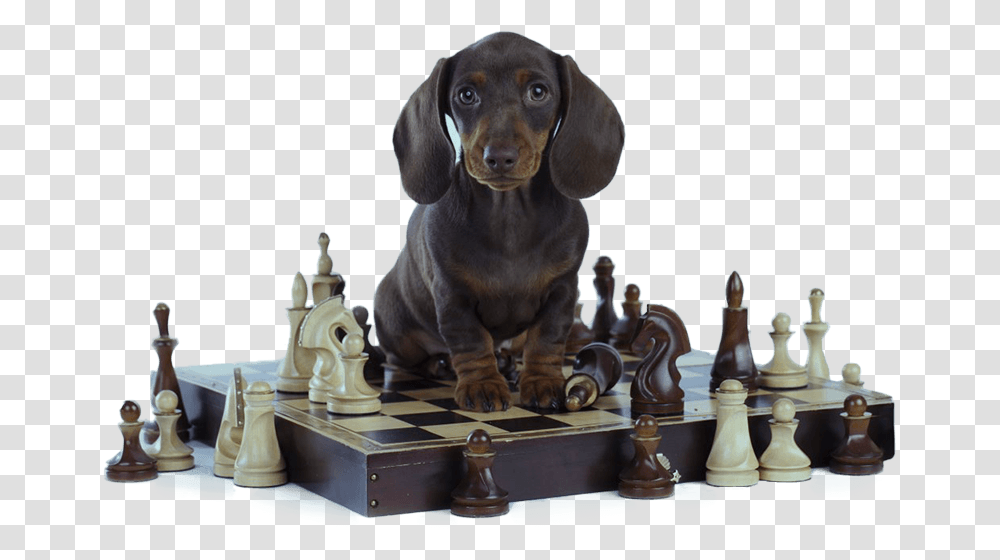 Brain Training For Dogs Review, Chess, Game, Pet, Canine Transparent Png