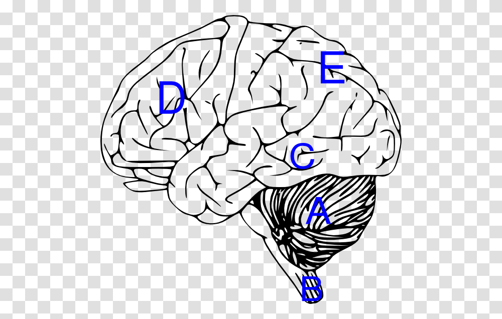 Brain With Labels Clip Art, Pillow, Outdoors, Nature, Knot Transparent Png