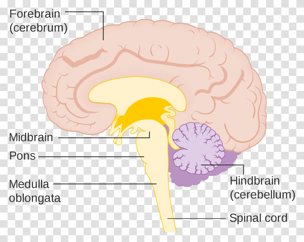 Brainstem, Plant, Cauliflower, Vegetable, Food Transparent Png