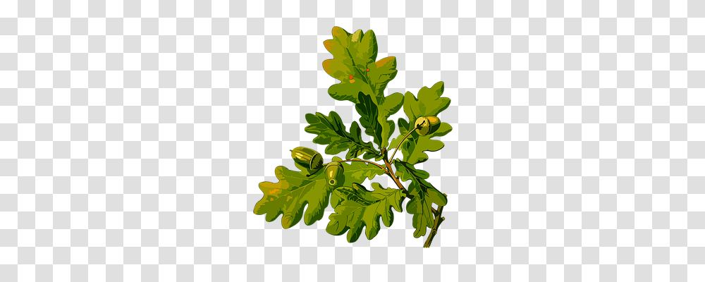 Branch Technology, Plant, Produce, Food Transparent Png