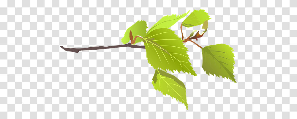 Branch Nature, Leaf, Plant, Green Transparent Png
